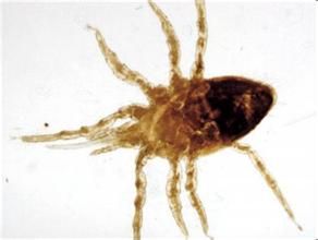 獸鳥虱科 獸鳥虱科