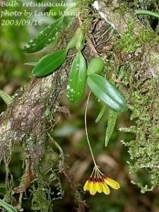 樹生蘚科 樹生蘚科