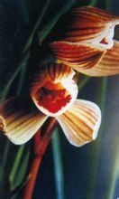 窄瓣紅唇 窄瓣紅唇