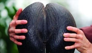 海椰子果實的形狀像女性的骨盆