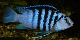 藍色非洲王子 藍色非洲王子