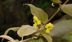 嶺南來江藤 嶺南來江藤