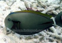 一字波紋吊 一字波紋吊