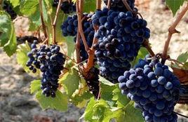 黑天鵝[葡萄品種]