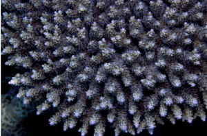 輻板軸孔珊瑚
