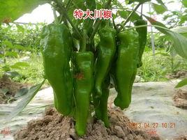 特大川椒 特大川椒