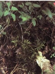 東亞褶葉蘚 東亞褶葉蘚