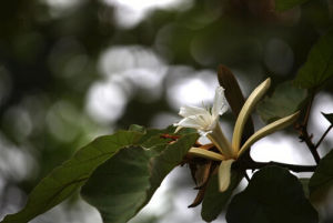 台灣翅子樹 台灣翅子樹