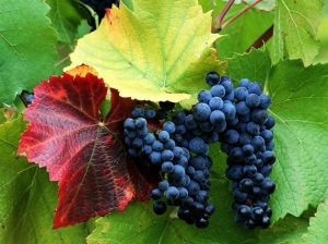 赤霞珠是一種很高貴的葡萄品種