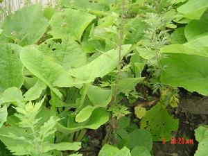 副業：藥材種植