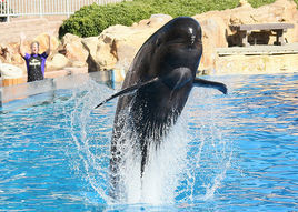 短肢領航鯨 短肢領航鯨