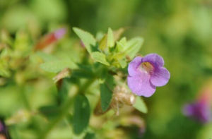 細波齒馬先蒿 細波齒馬先蒿