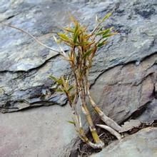 長鞘玉山竹 長鞘玉山竹