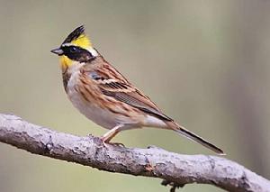 黃喉鵐東北亞種 黃喉鵐東北亞種