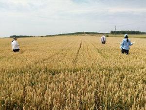 周村區南郊鎮奧聯農機合作社糧食全程機械化示範農場