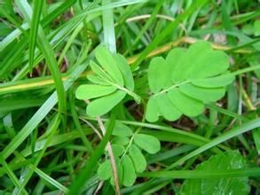 無毛小果葉下珠