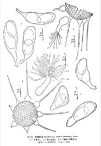 中國球針殼 中國球針殼