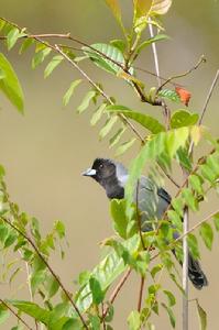 鵲色唐納雀 鵲色唐納雀