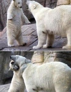 北極熊媽媽照料剛出生的熊寶寶