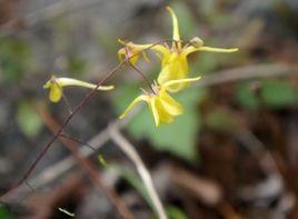 方氏淫羊藿 方氏淫羊藿