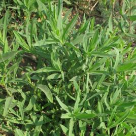 山銀柴胡 山銀柴胡