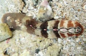 幼形隱板石鱉 幼形隱板石鱉