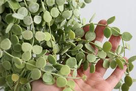 紐扣玉藤 紐扣玉藤