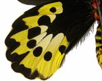 黃綠鳥翼裳鳳蝶(圖5-雌性-後翅背面)