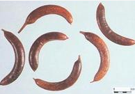 鄒城牙皂 鄒城牙皂