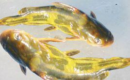 黃顙魚[黃顙魚，汪蛟（浙江俗稱）]