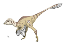 菲力獵龍曾經被誤認為蜥鳥龍的幼體