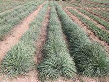 旱生牧草種質資源圃