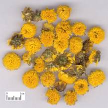 野菊花葯材：曬乾後