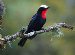 白頂唐納雀 白頂唐納雀