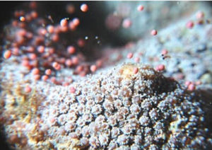 小葉細菊珊瑚