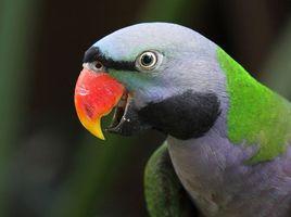 大紫胸鸚鵡 大紫胸鸚鵡