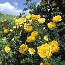 異味薔薇 異味薔薇