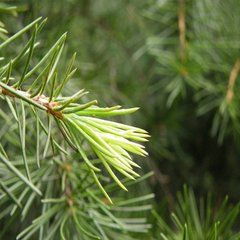 松針枕與異黃酮
