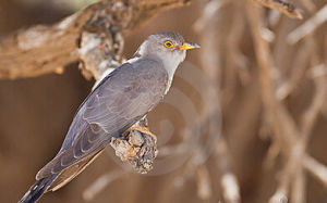 非洲杜鵑 非洲杜鵑