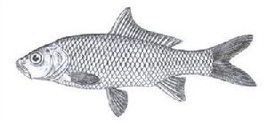 洱海老魚頭 洱海老魚頭