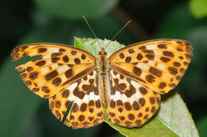 白裳貓蛺蝶 白裳貓蛺蝶