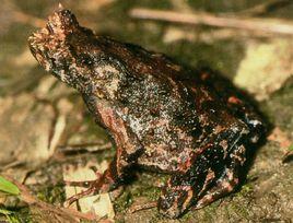 粗皮角蟾 粗皮角蟾