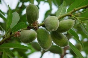 軟殼甜扁桃(變種) 軟殼甜扁桃(變種)