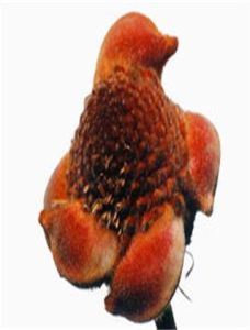 擬層狀靈芝 擬層狀靈芝