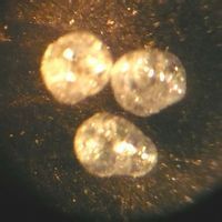 建築膠粉 建築膠粉