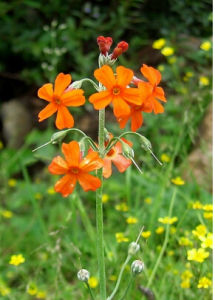 小花燈台報春 小花燈台報春