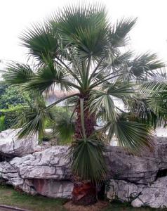 霸王棕櫚