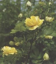 異味薔薇(原變型) 異味薔薇(原變型)