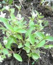 紫斑歧傘獐牙菜 紫斑歧傘獐牙菜