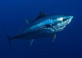 藍鰭吞拿魚
